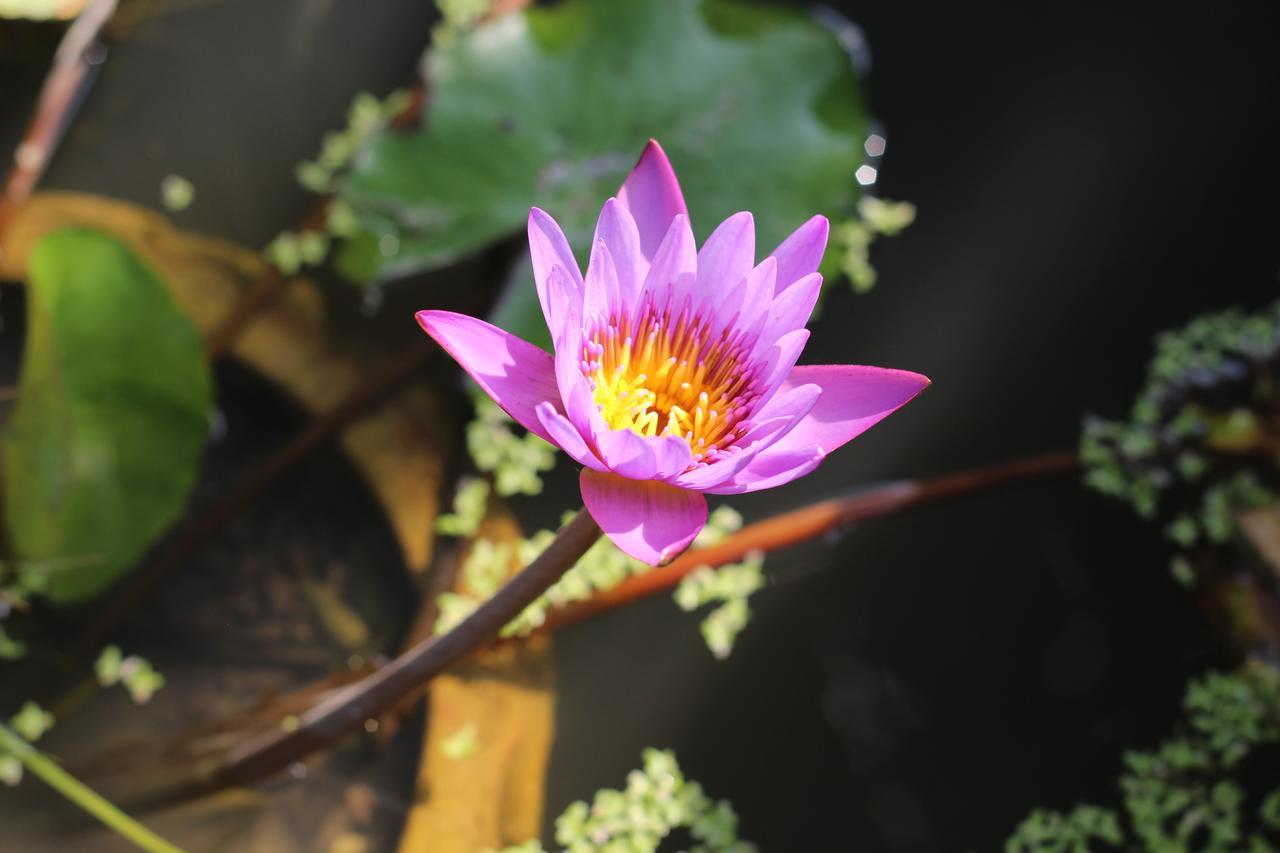 Smilingface Guesthouse Sukhothai Luaran gambar